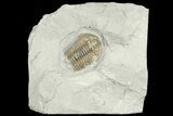 Partial Flexicalymene Trilobite - Mt Orab, Ohio #188833-2